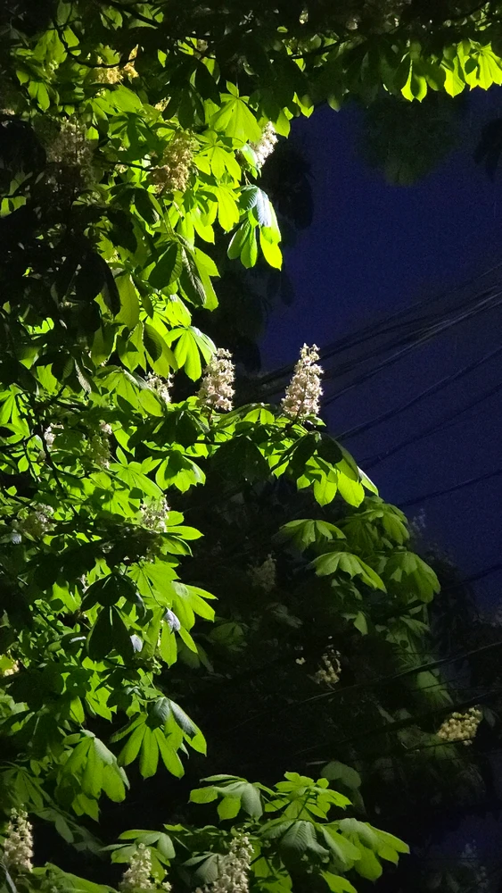 Зображення завантажив Maxym