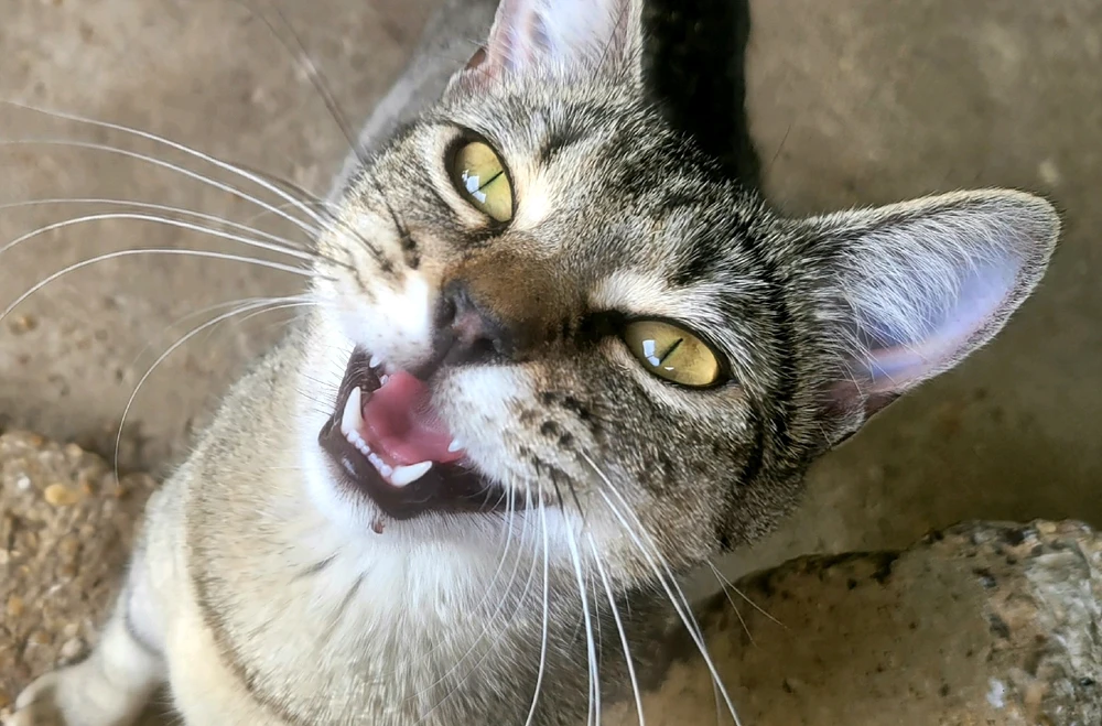 Image uploaded by 𔓎ꑀꌅ꒐ꈵꁲ𔓎