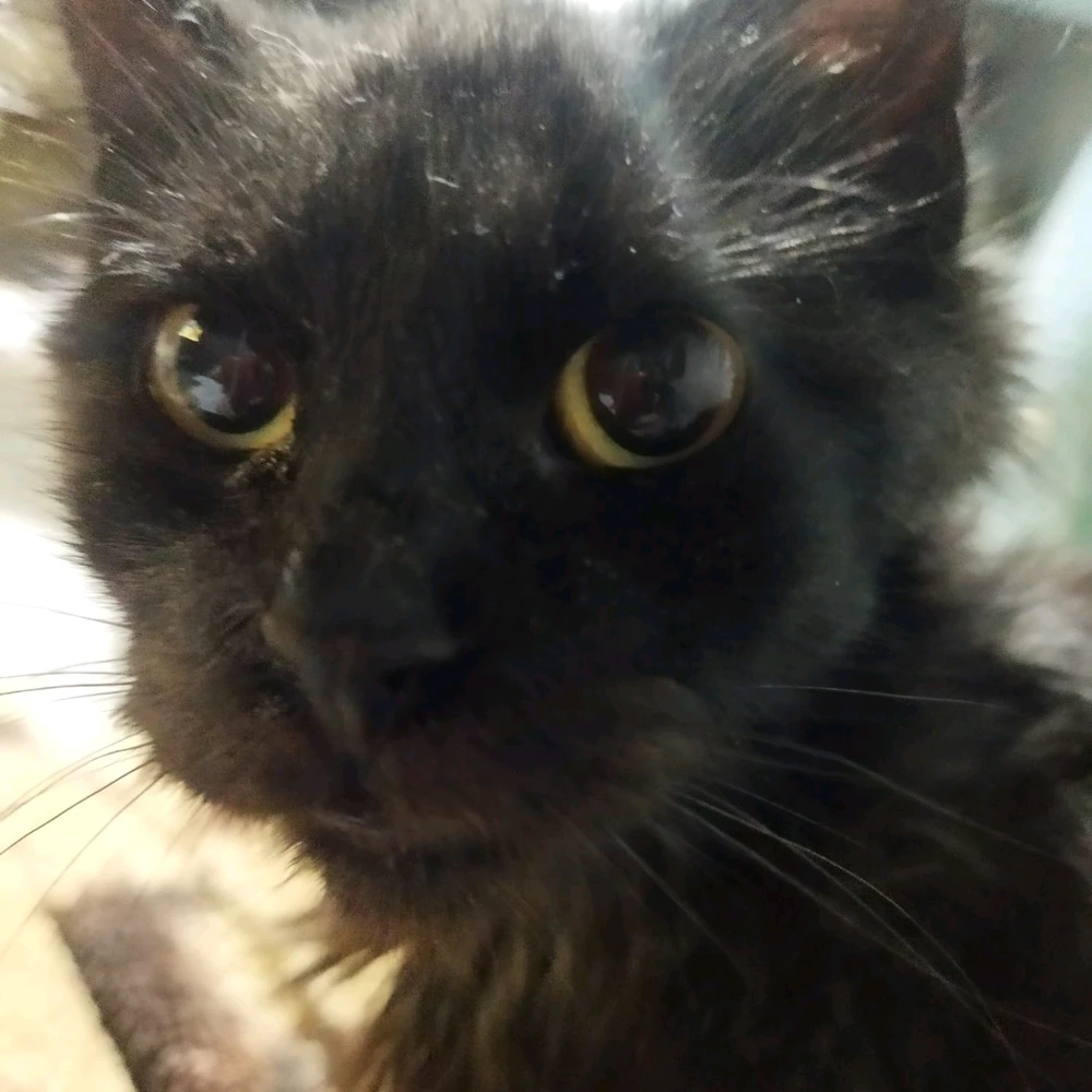 GIF uploaded by Alejandro (Pato 🦆)