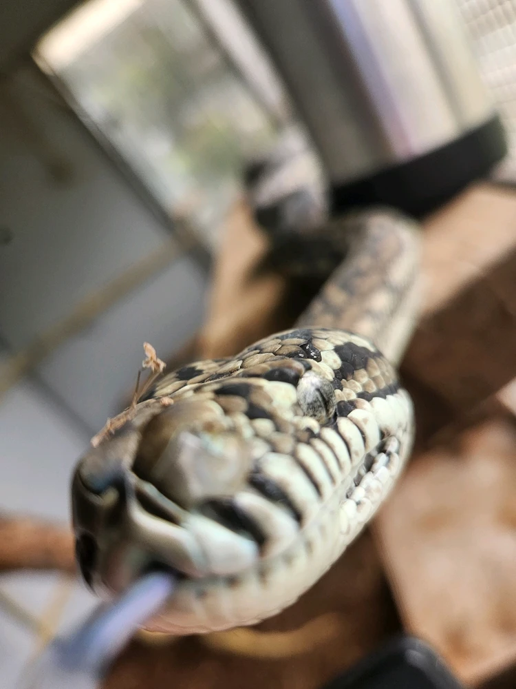 Snek blep coming for the camera