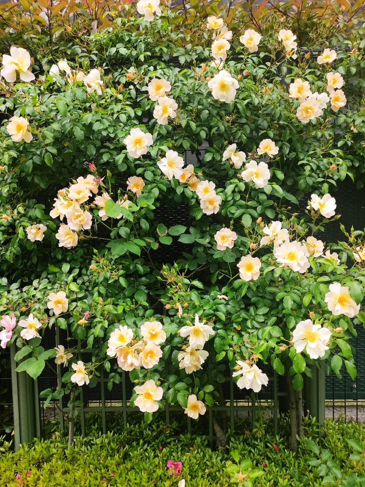 KanaがアップロードしたGIF