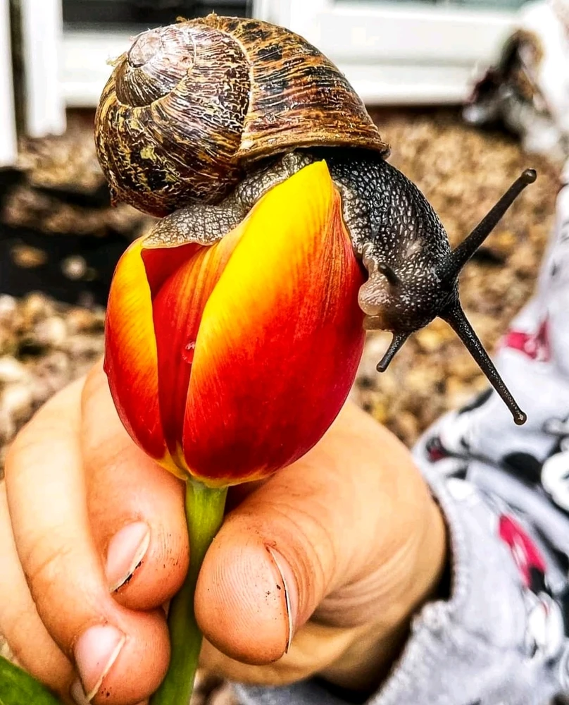 Anyone else love snails