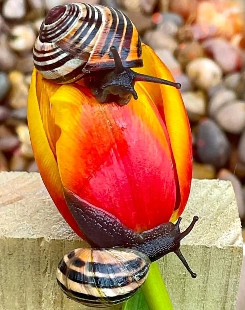 Anyone else love snails