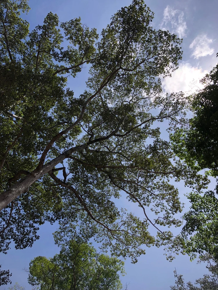 Image uploaded by Sochong