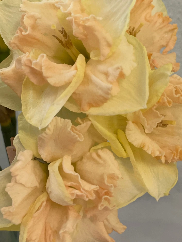 Image uploaded by Olga