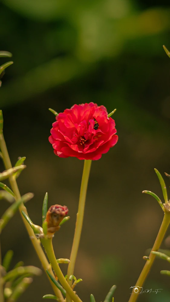 Ảnh do Meliodas tải lên
