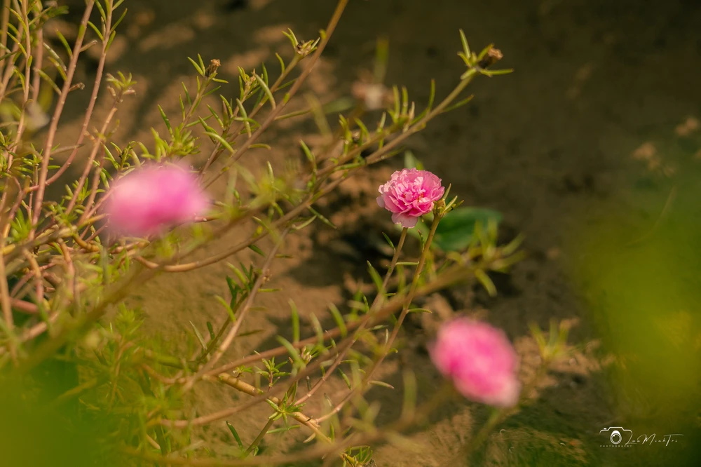 Ảnh do Meliodas tải lên