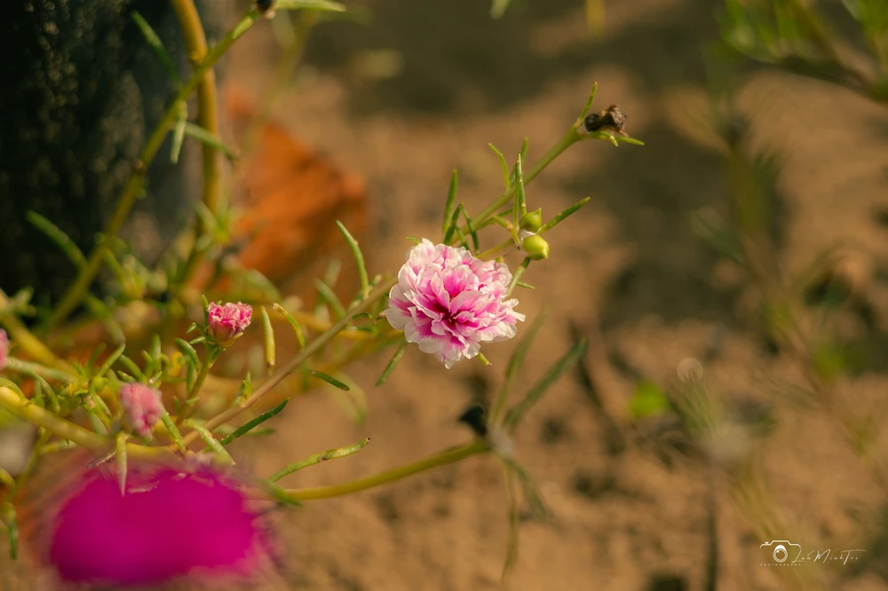 Ảnh do Meliodas tải lên