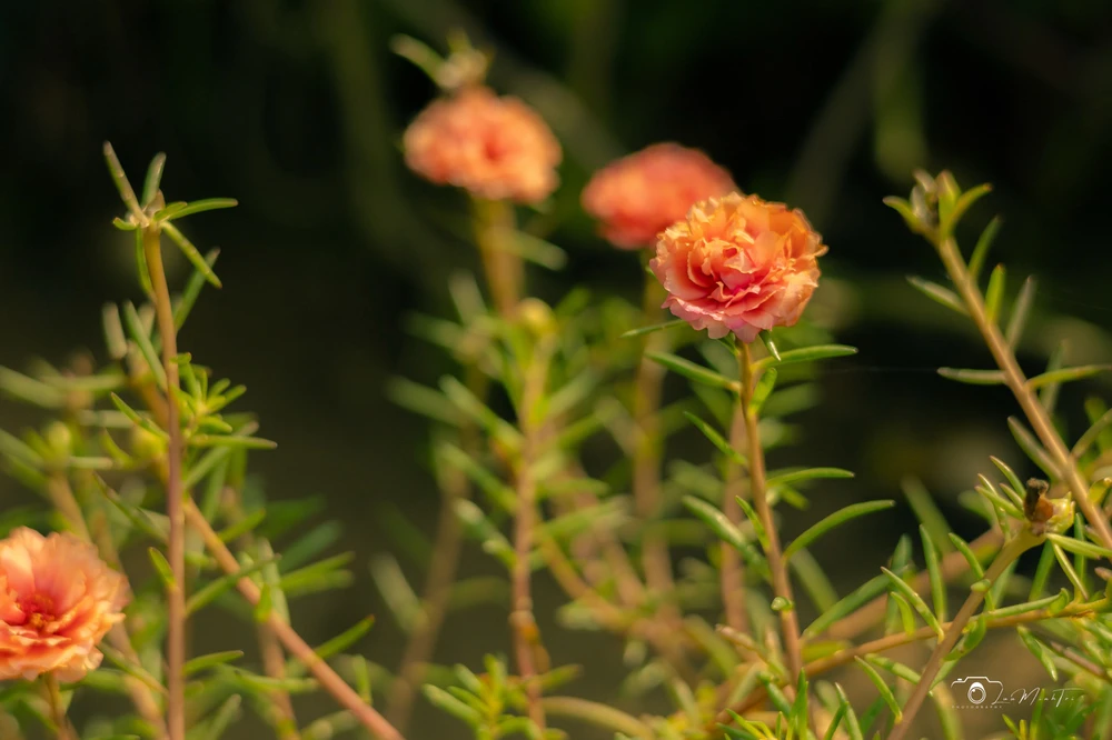 Ảnh do Meliodas tải lên