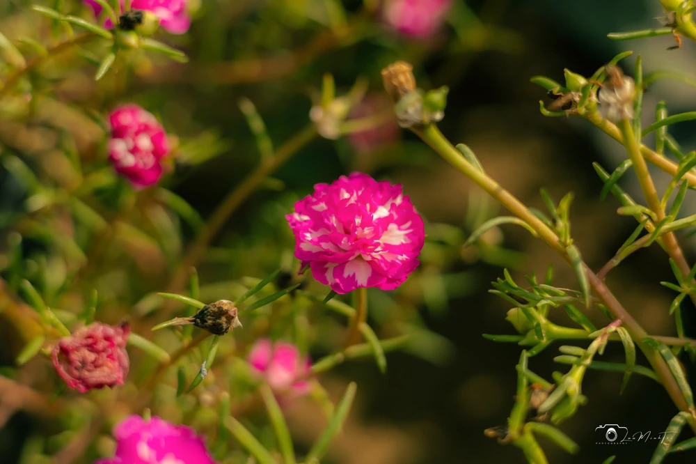 Ảnh do Meliodas tải lên
