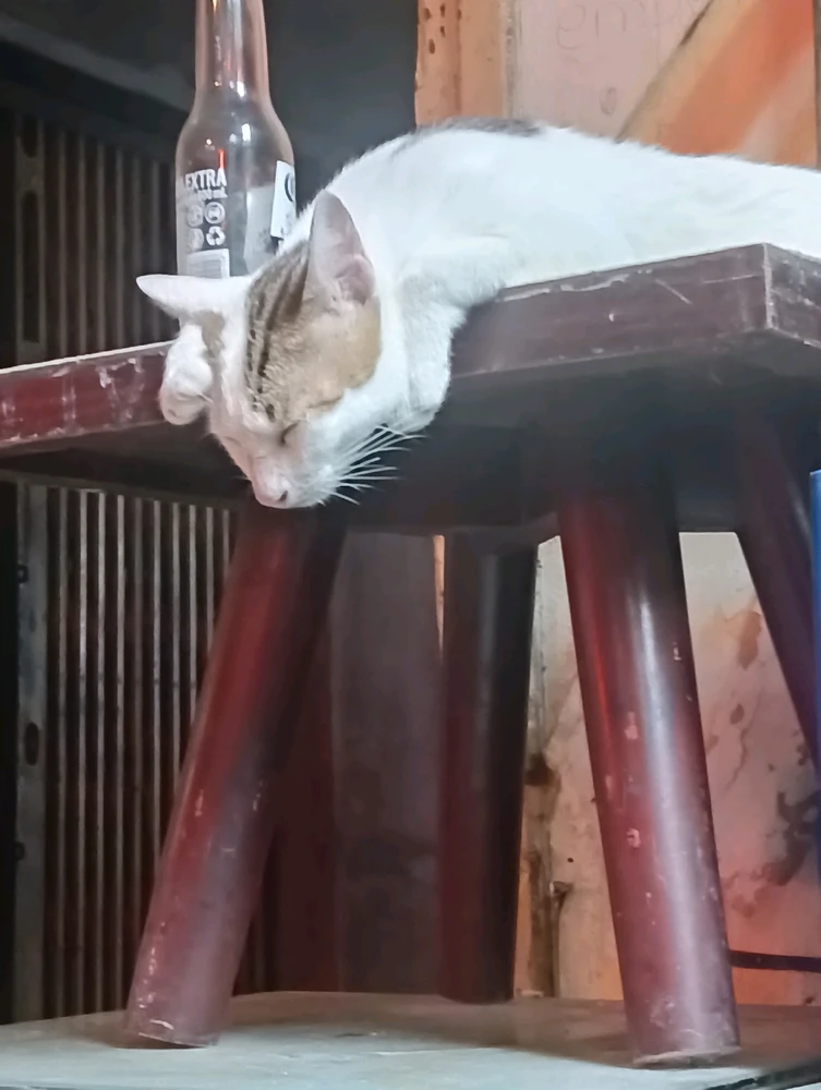 GIF được Mèo bếu tải lên