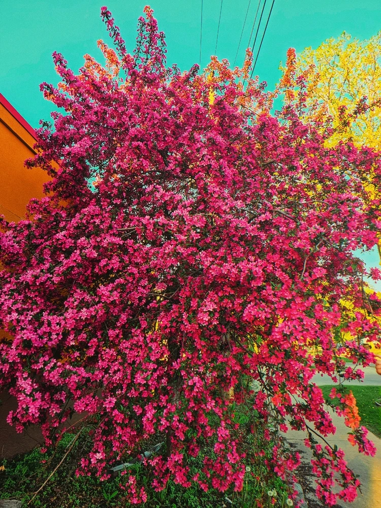 Average suburban spring pics in the Twin Cities 🥰