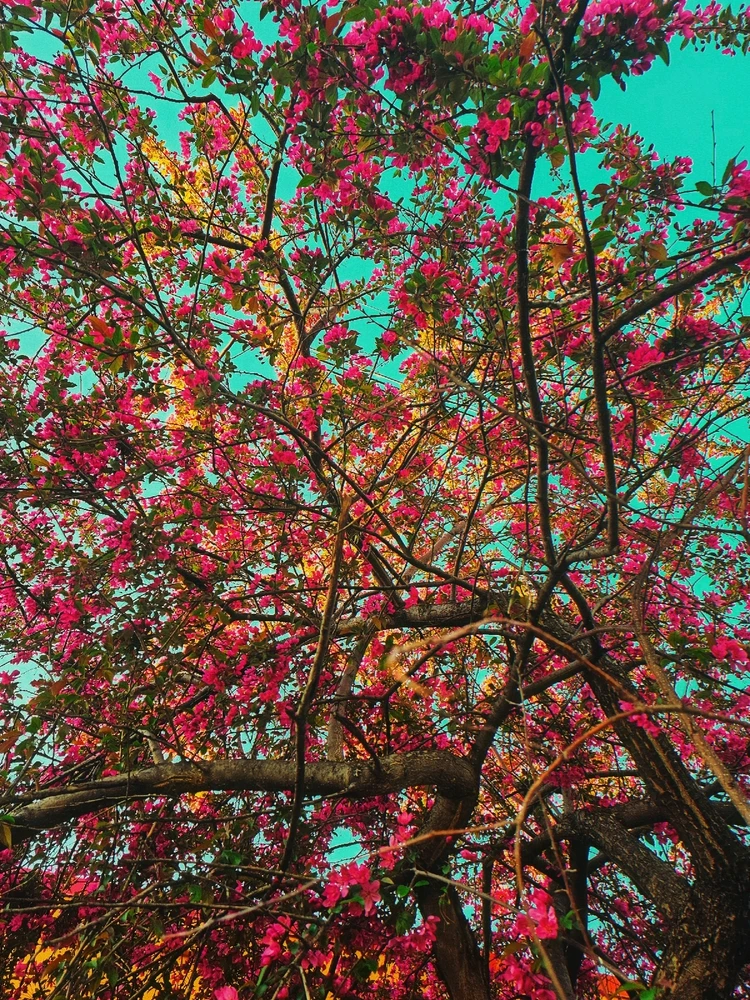 Average suburban spring pics in the Twin Cities 🥰