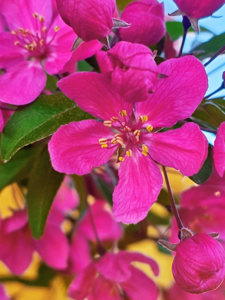 Average suburban spring pics in the Twin Cities 🥰