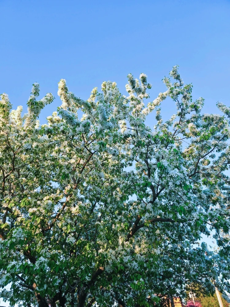 Average suburban spring pics in the Twin Cities 🥰