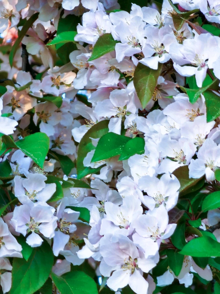 Average suburban spring pics in the Twin Cities 🥰