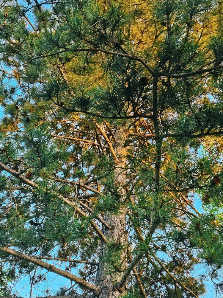 Average suburban spring pics in the Twin Cities 🥰