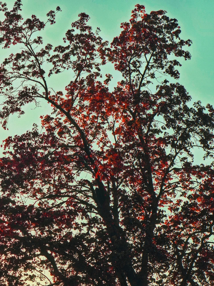 Average suburban spring pics in the Twin Cities 🥰