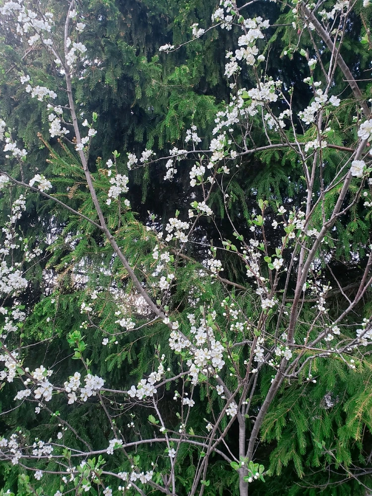 Image uploaded by Lovely