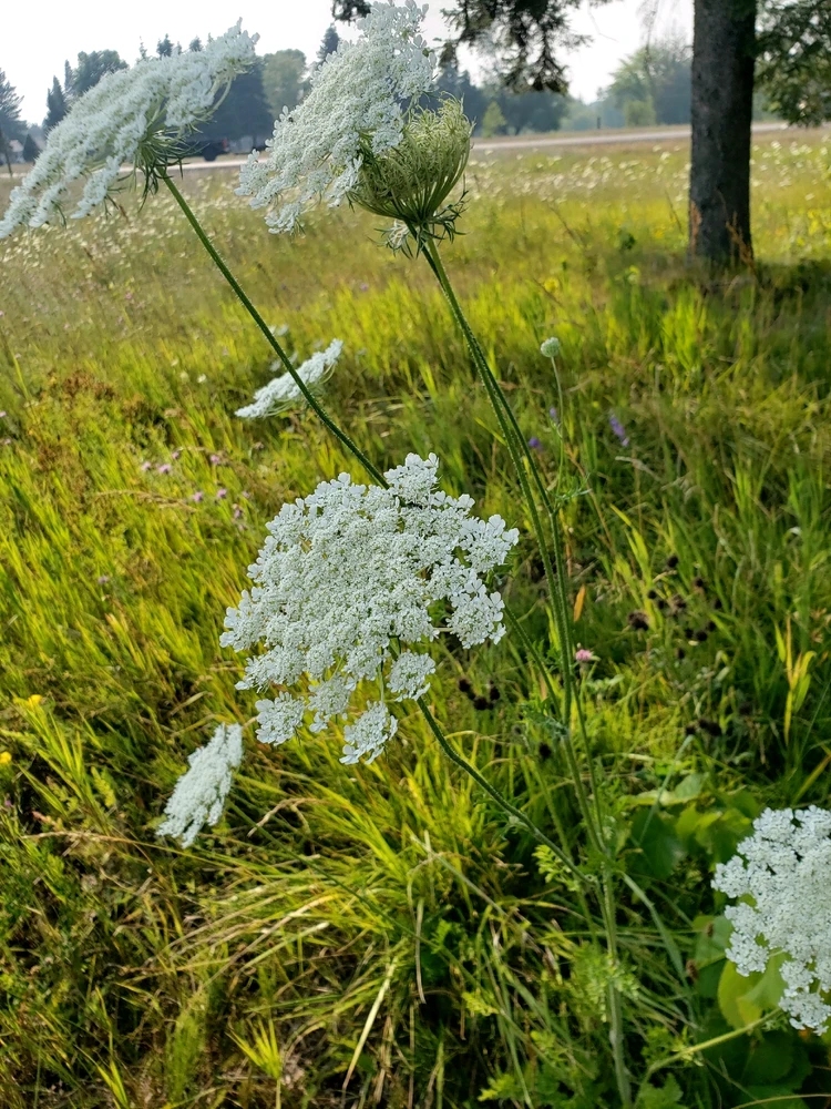 Image uploaded by Lovely