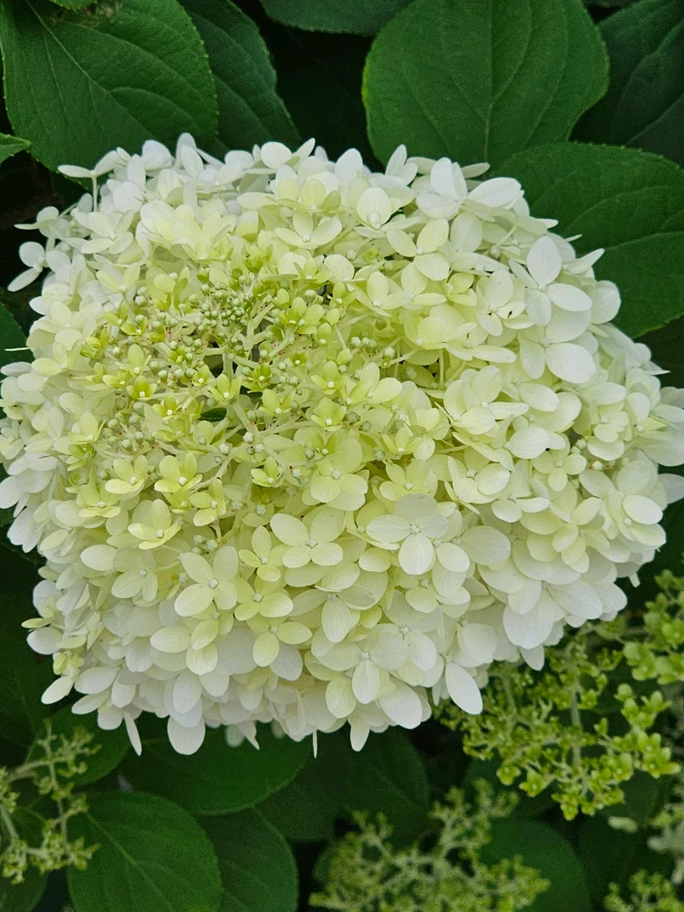 Image uploaded by Lovely