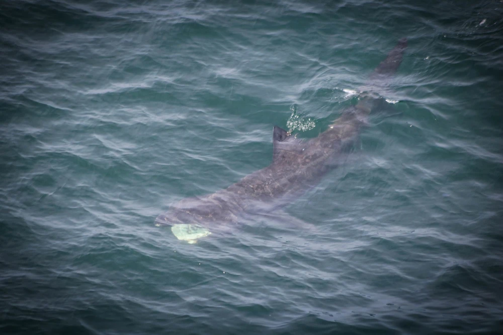 Afbeelding geüpload door Amy