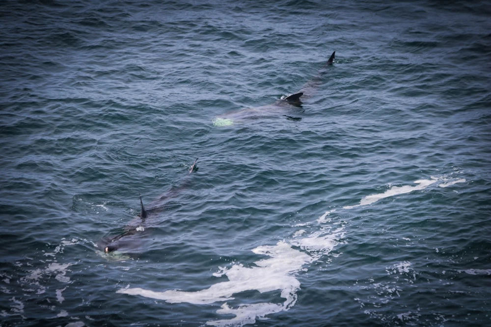 Afbeelding geüpload door Amy