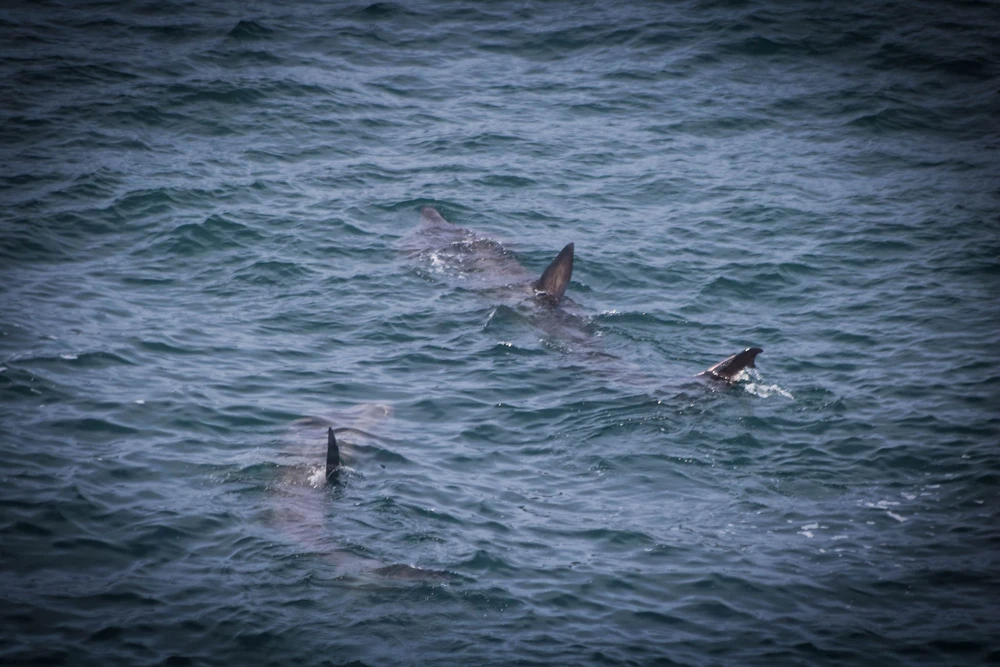 Afbeelding geüpload door Amy