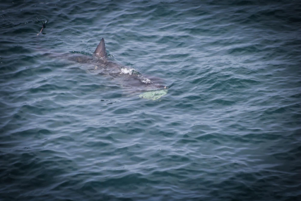 Afbeelding geüpload door Amy