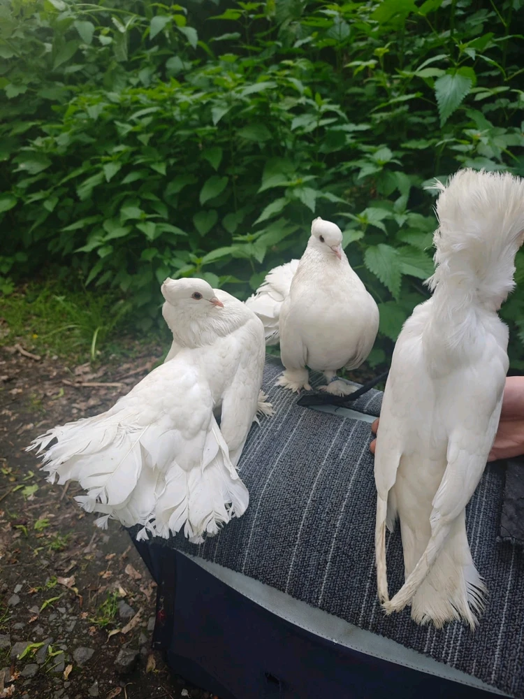 Obrázek nahrál Sub