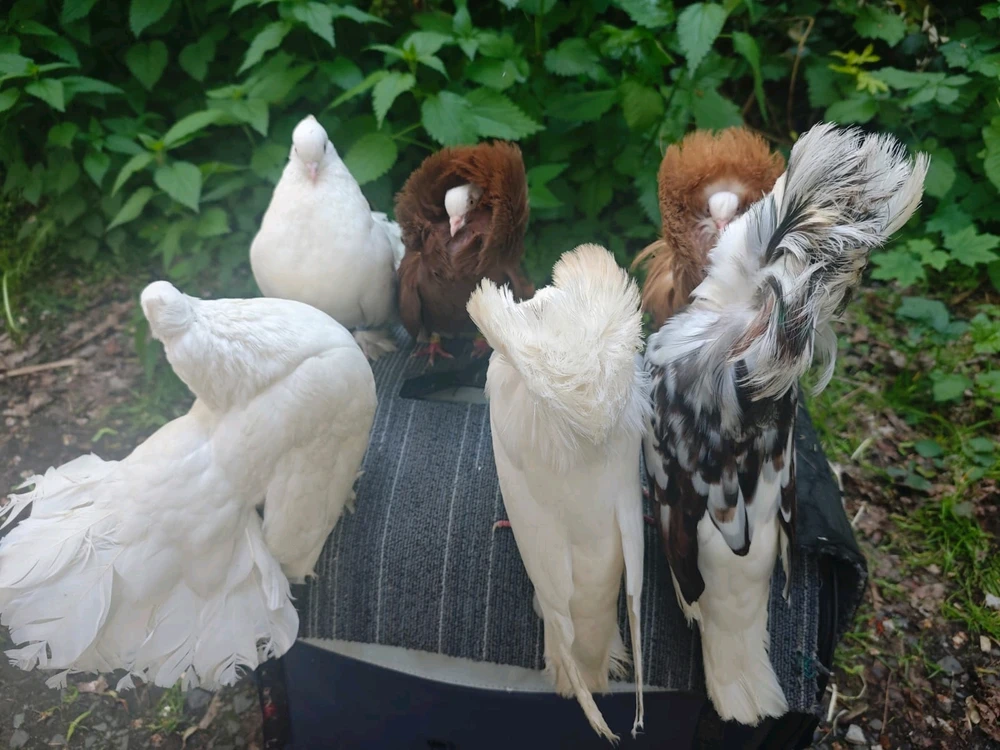 Obrázek nahrál Sub