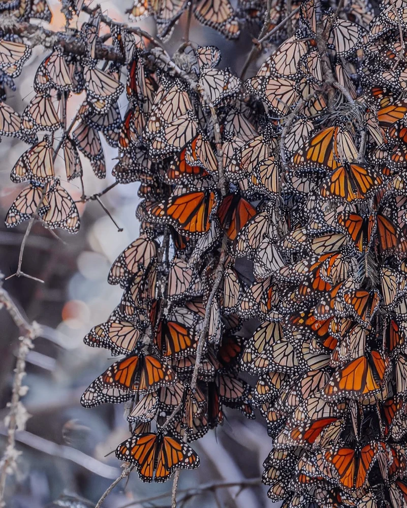 Image uploaded by Olga