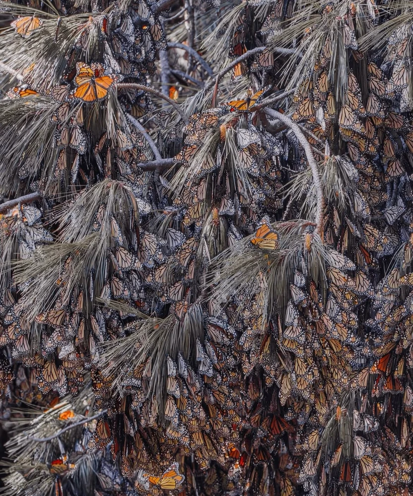 Image uploaded by Olga