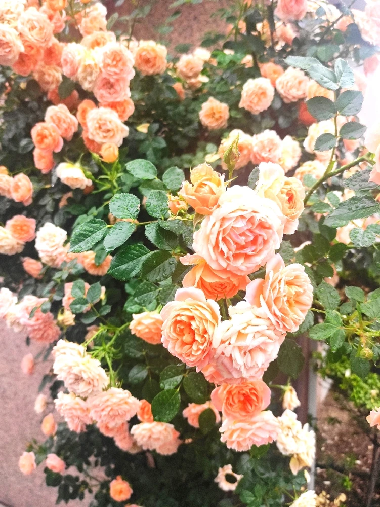 Kanaがアップロードした画像