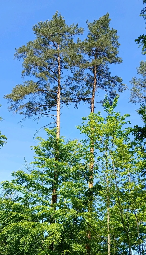 GIF hochgeladen von Peter