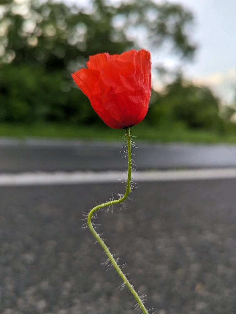 Зображення завантажив Marina