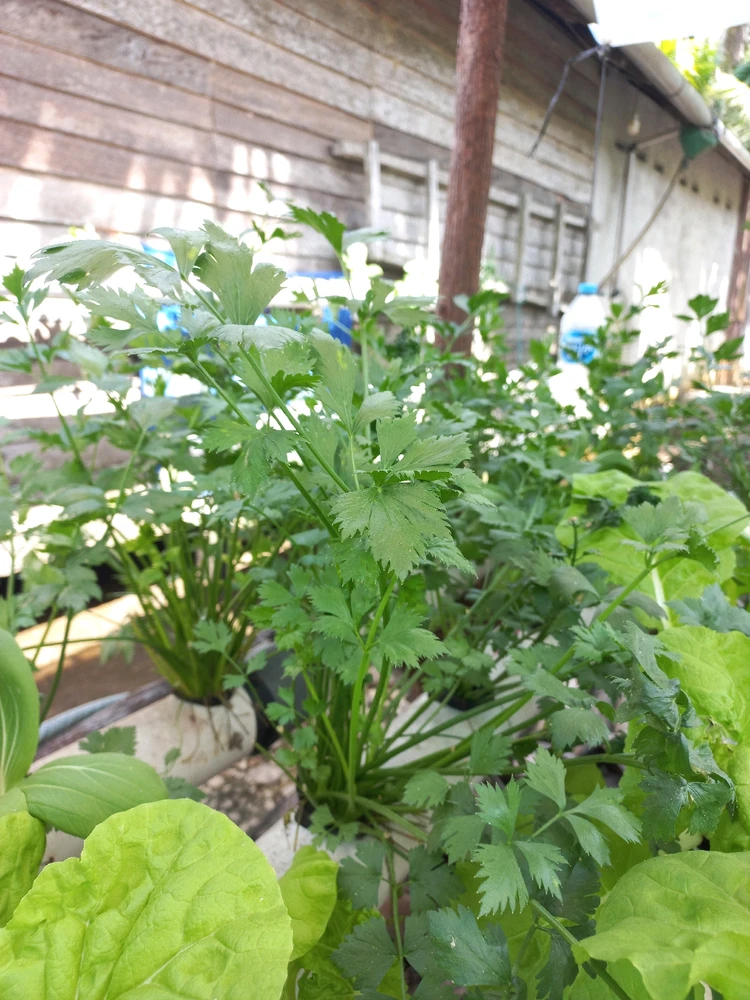 Gambar diunggah dening Lola