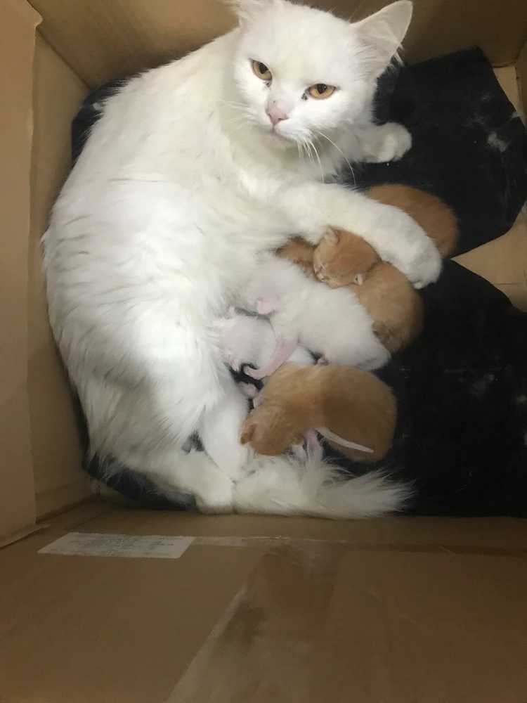 GIF được Haha tải lên