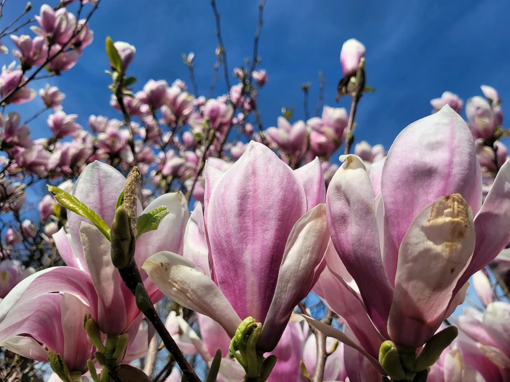 Image uploaded by Evan