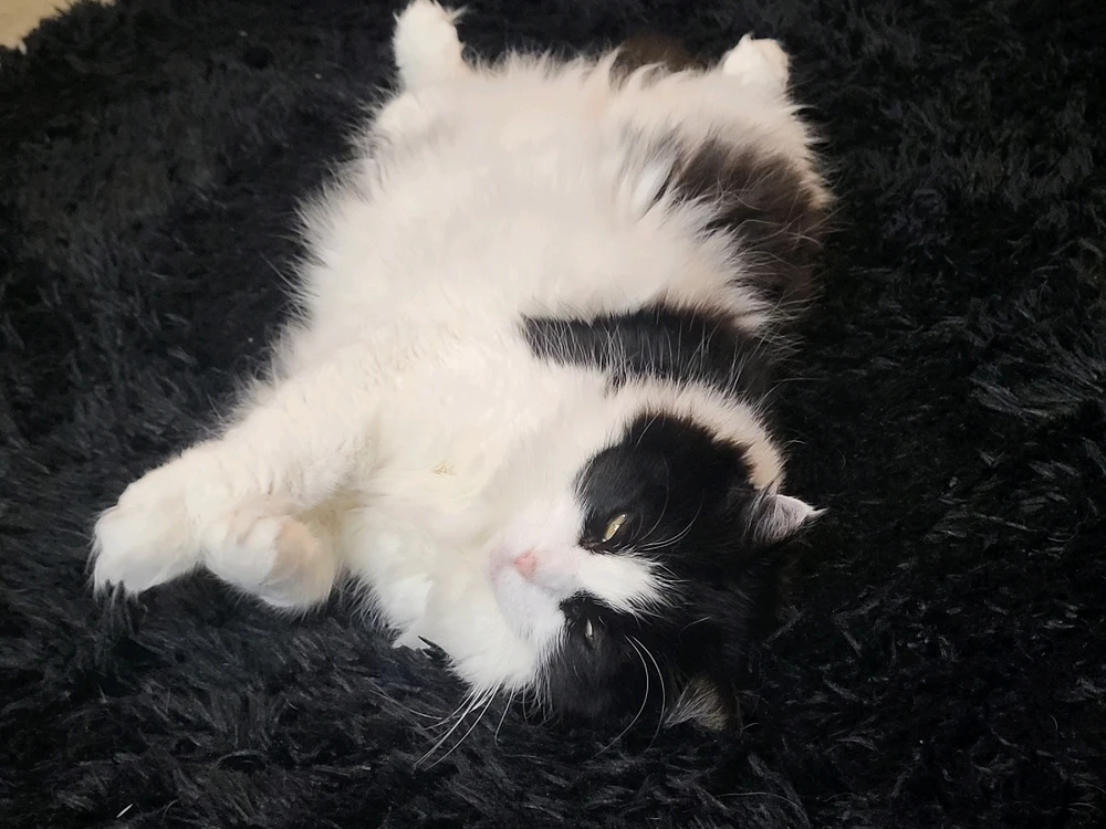 Image uploaded by Dylan