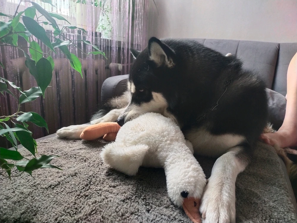 GIF dodany przez Teinar