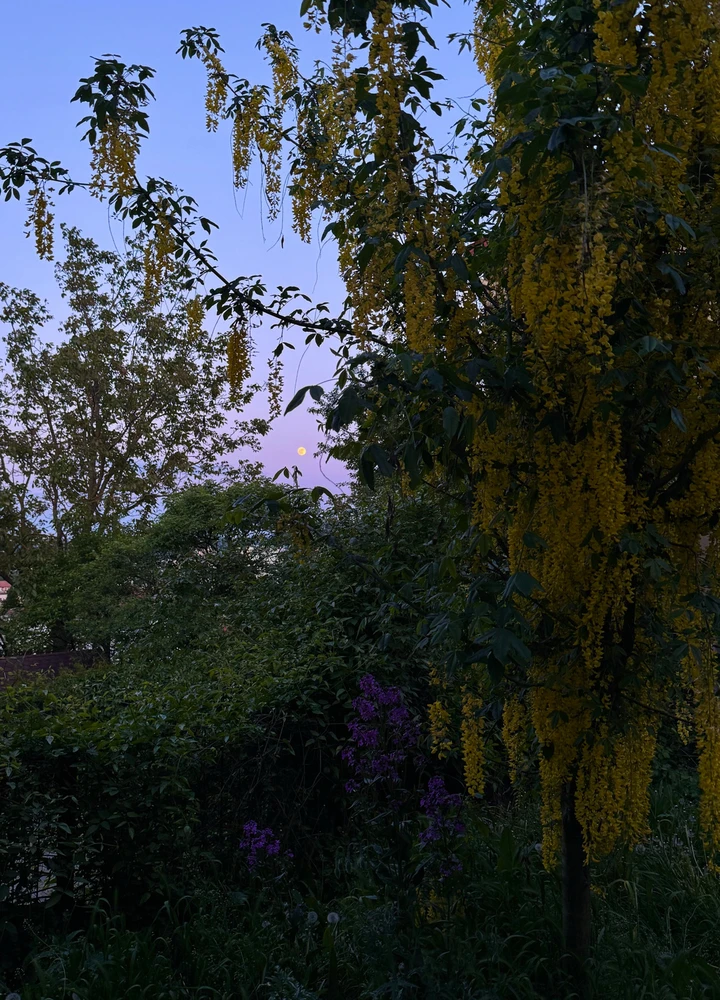 GIF nahrál S