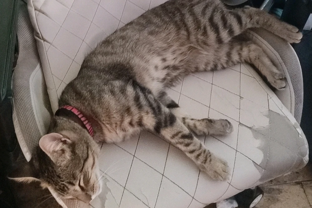 GIF subido por Camilo