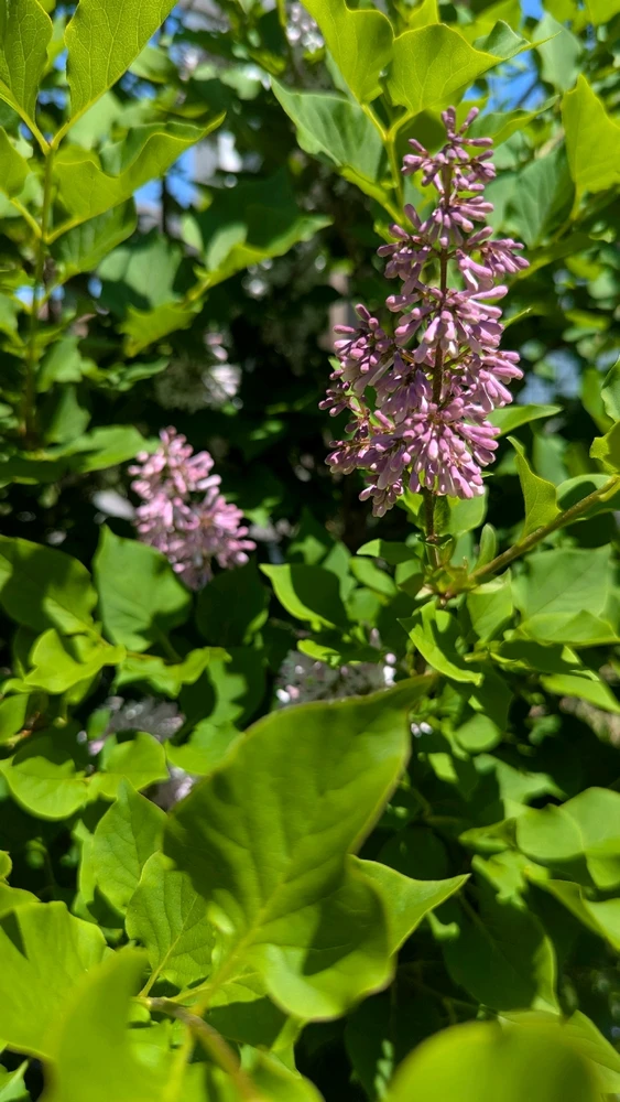 Image uploaded by Chey