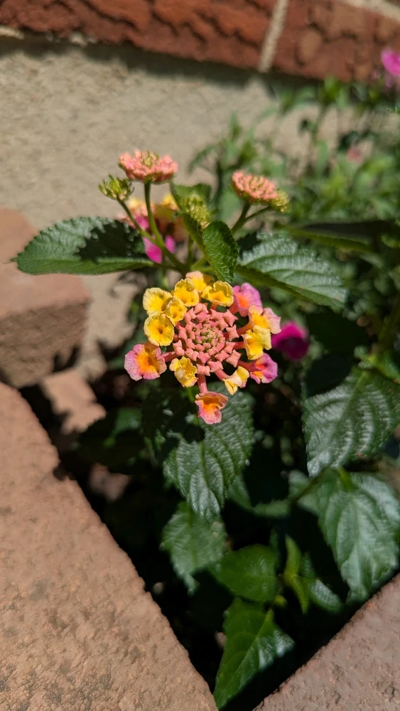 Image uploaded by Chey