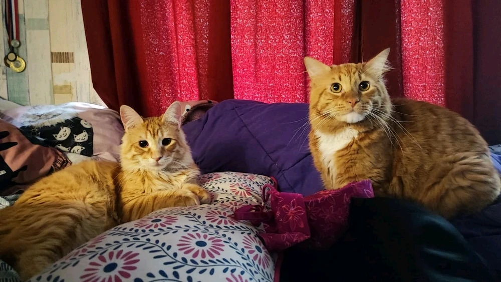 Imagen subida por Millaray