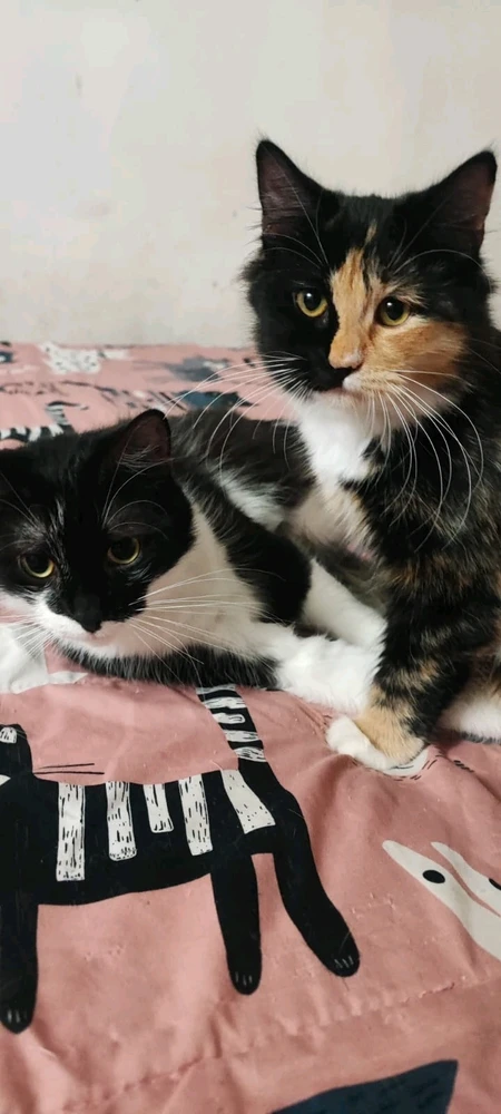 Imagen subida por Millaray