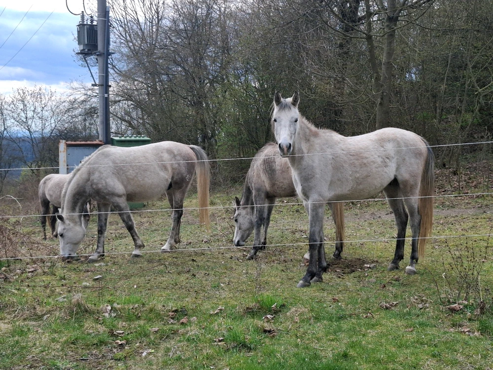 Obrázek nahrál Nora