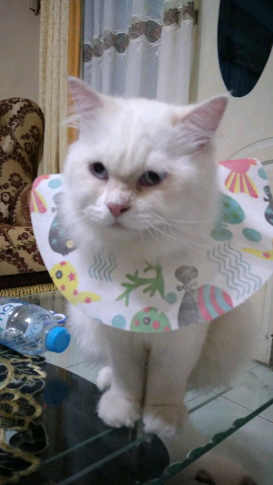 GIF diunggah oleh Ardhea Rinaldy