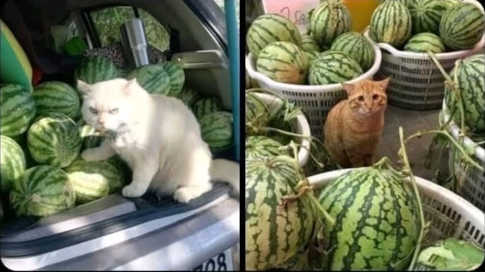 GIF hochgeladen von Doris